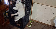 Whitewhite is registered to the contest to win money with this photo: animal, cat, crate_sitting, curious, domestic_cat, feline, floor, household, indoor, light_and_shadow, looking_at_camera, pet, plastic_crate, relaxed, resting, stacked_crates, vegetable_scraps, wall, white_cat, wooden_floor