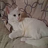Whitewhite joined the competition — help win amazing prizes! cat, white_cat, animal, pet, feline, indoor, resting, blanket, pattern, beige, fur, cute, mammal, whiskers, ears, tail, relaxed, cozy, home, comfort