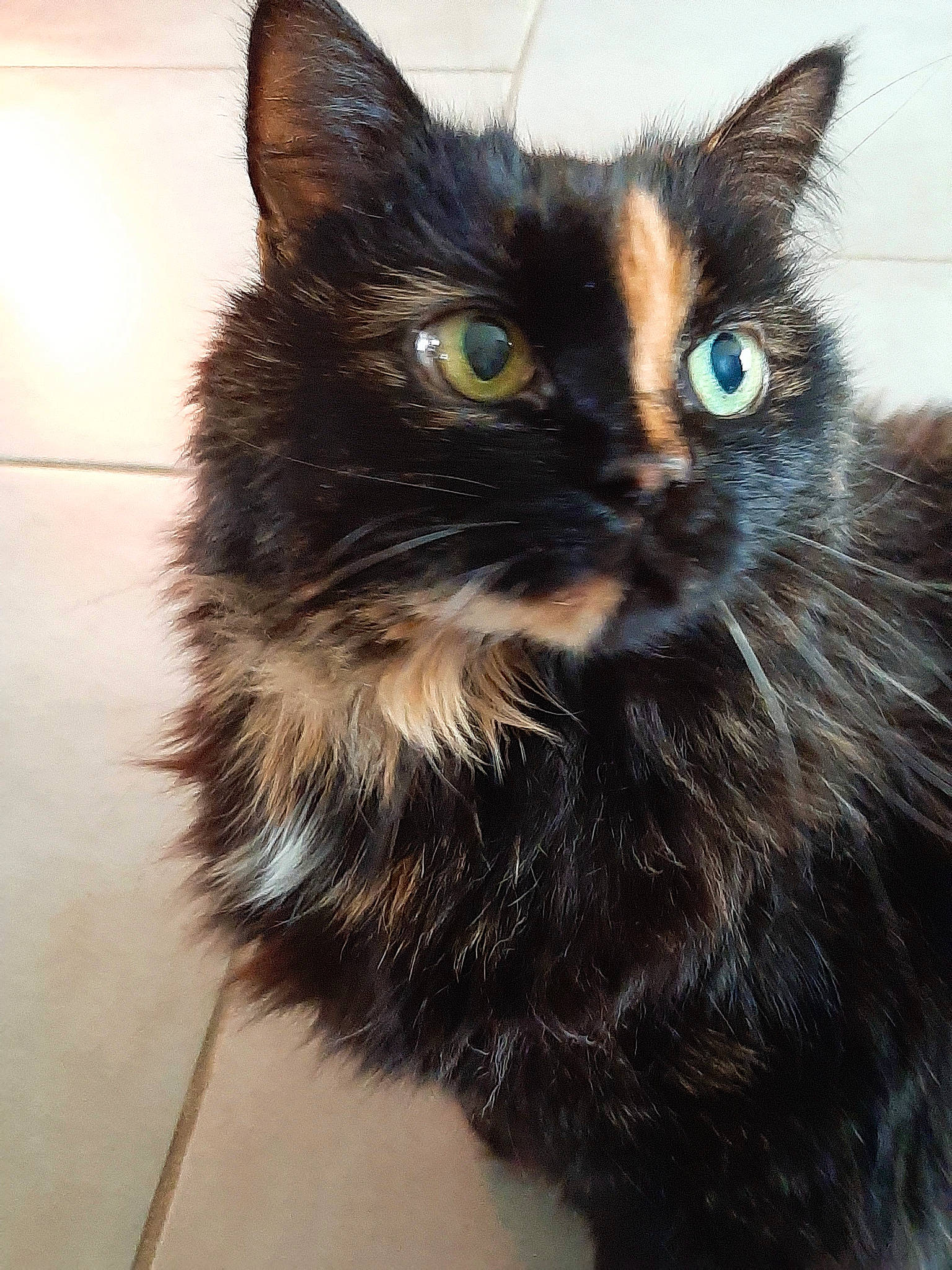 Cana participe au concours pour gagner de l'argent avec cette photo : black_cat, carnivore, cat, domestic_long_haired_cat, felidae, fur, iris, pet_supply, small_to_medium_sized_cats, snout, tile, tile_flooring, vertebrate, whiskers