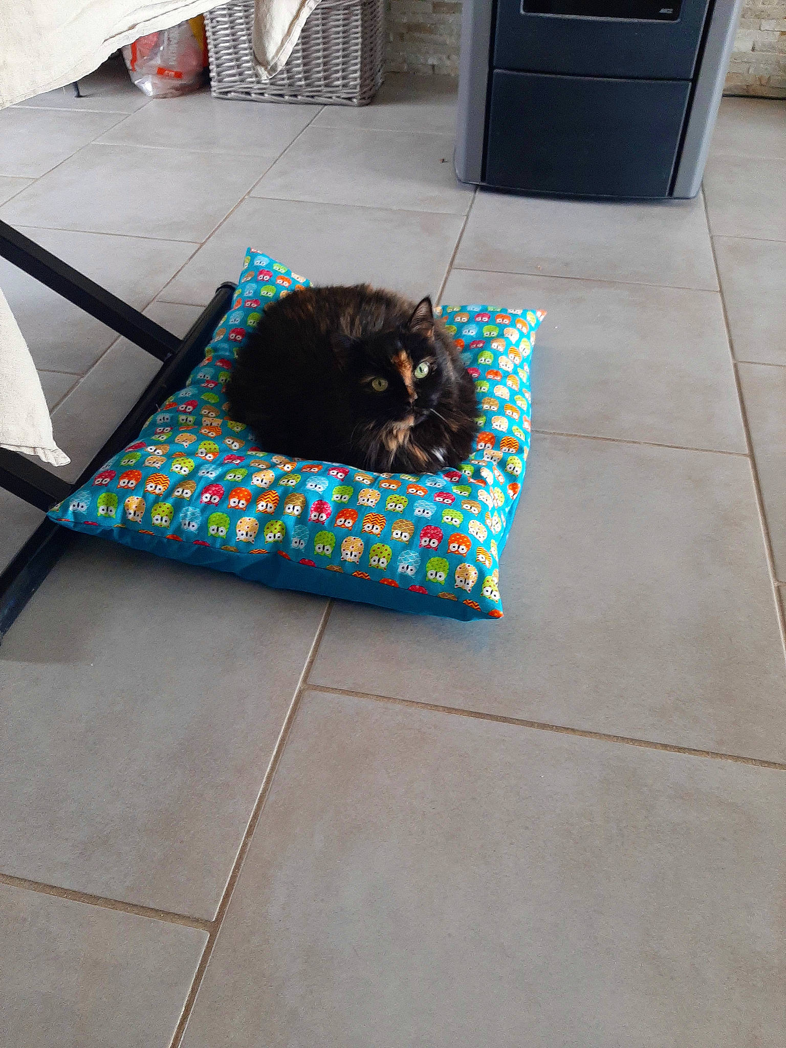 Cana participe au concours pour gagner de l'argent avec cette photo : carnivore, carpet, comfort, companion_dog, electric_blue, felidae, floor, flooring, grey, hardwood, linens, living_room, mat, pattern, rectangle, room, small_to_medium_sized_cats, sporting_group, tints_and_shades, wood