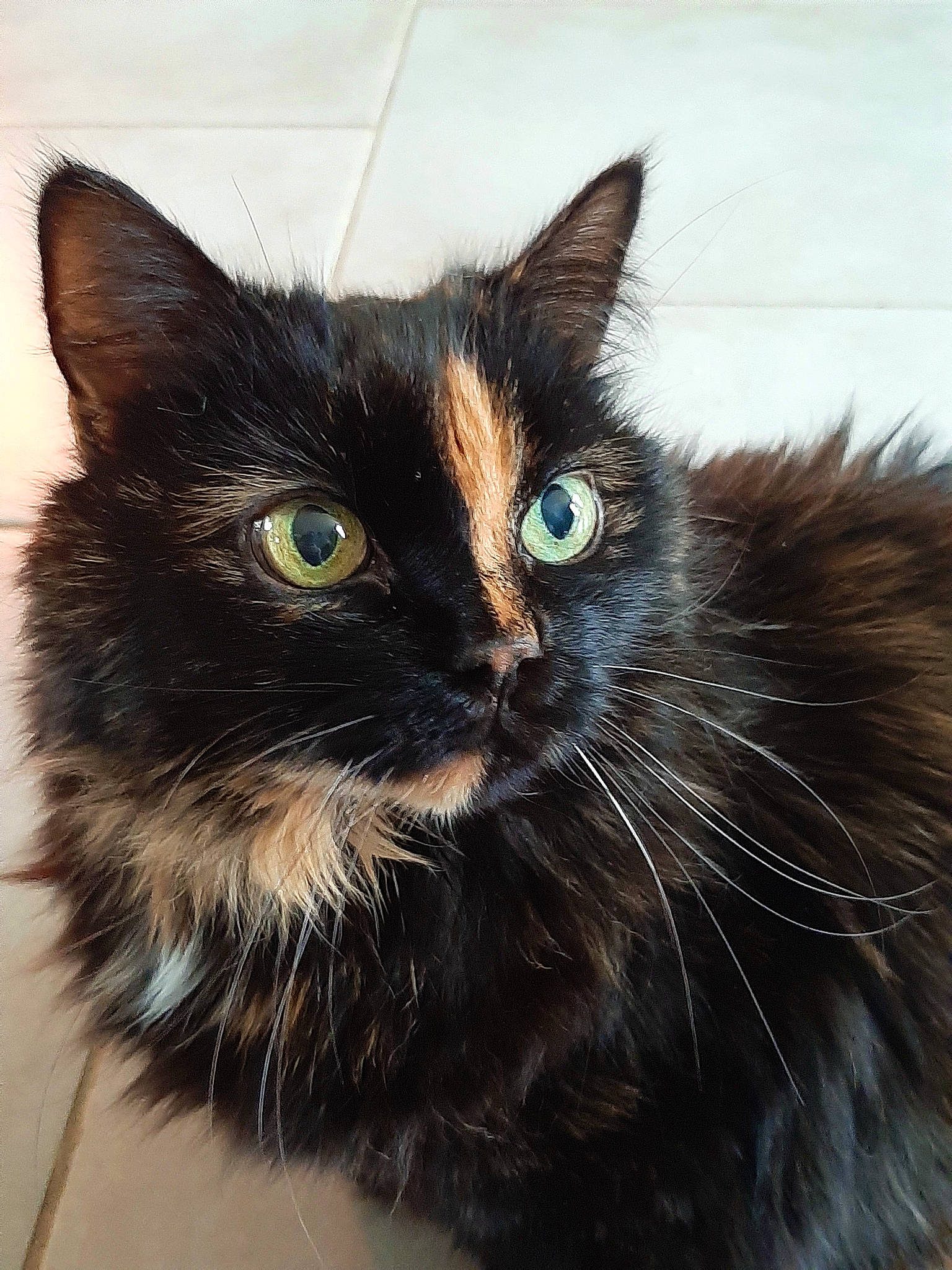 Cana a rejoint le concours — aidez-le/la à gagner de superbes lots ! black_cat, carnivore, cat, felidae, fur, iris, liver, mammal, pet_supply, small_to_medium_sized_cats, snout, vertebrate, whiskers