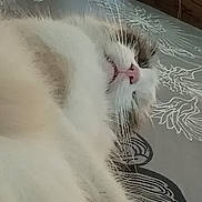 Booboo Kitty joined the competition — help win amazing prizes! animal, brown_fur, cat, close_up, cozy, cute, domestic, face, fluffy, fur, indoor, lying_down, patterned_surface, pet, pink_nose, relaxed, resting, sleepy, whiskers, white_fur