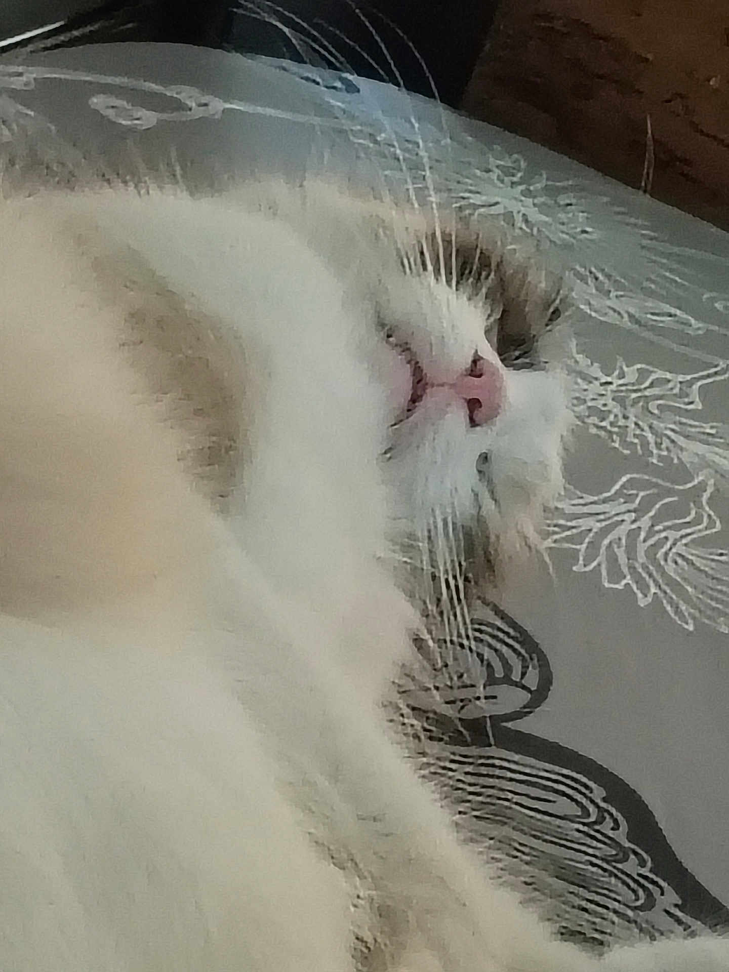 Booboo Kitty