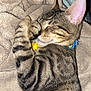 Tito is registered to the contest to win money with this photo: cat, tabby, sleeping, paw, blanket, cozy, fur, striped, pet, animal, collar, indoor, resting, cute, soft, relaxed, whiskers, ears, mammal, domestic