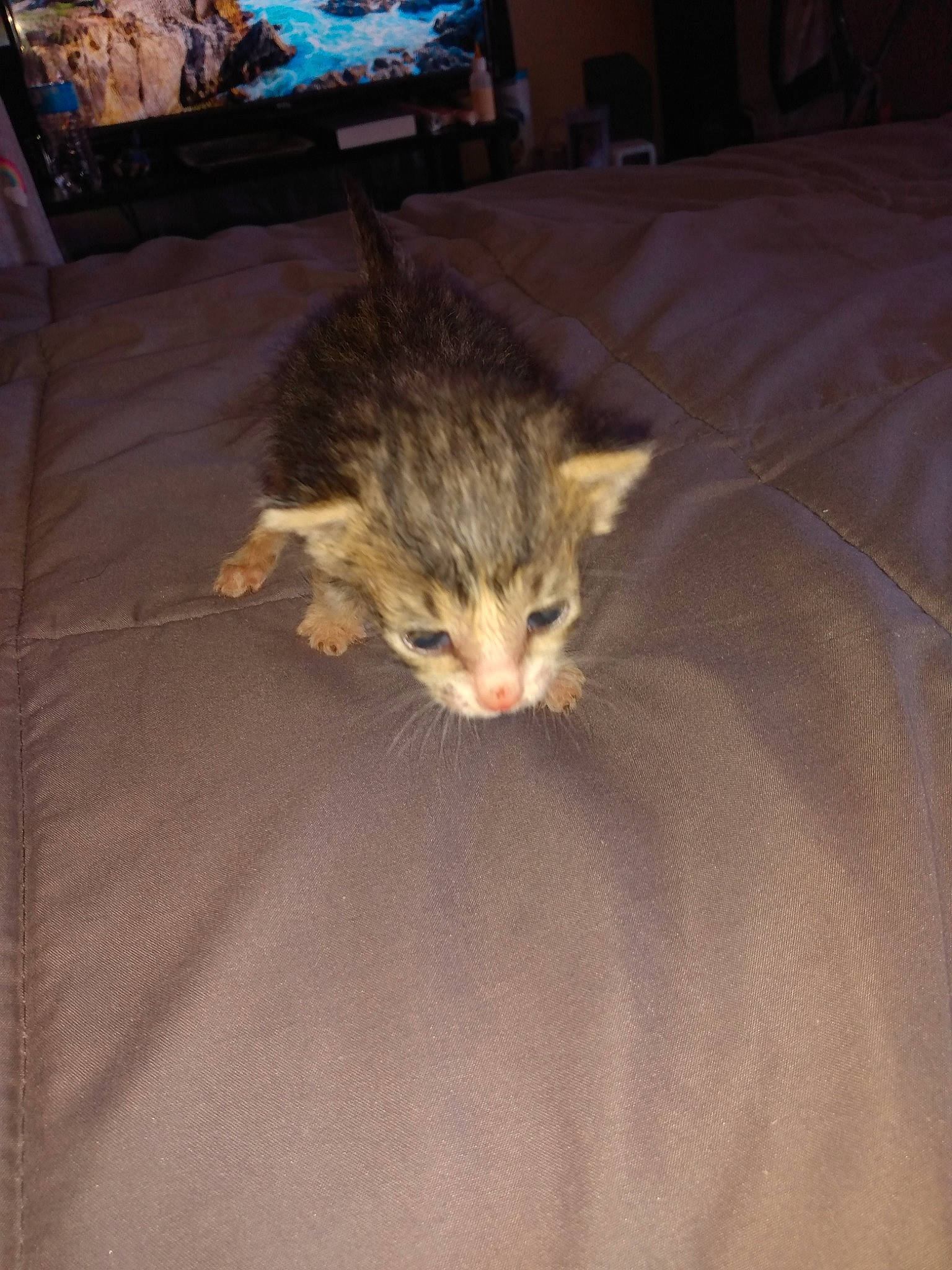 Grey is registered to the contest to win money with this photo: bed, carnivore, cat, comfort, couch, darkness, domestic_short_haired_cat, felidae, flooring, fur, furniture, hardwood, linens, living_room, picture_frame, room, small_to_medium_sized_cats, tail, whiskers, wood