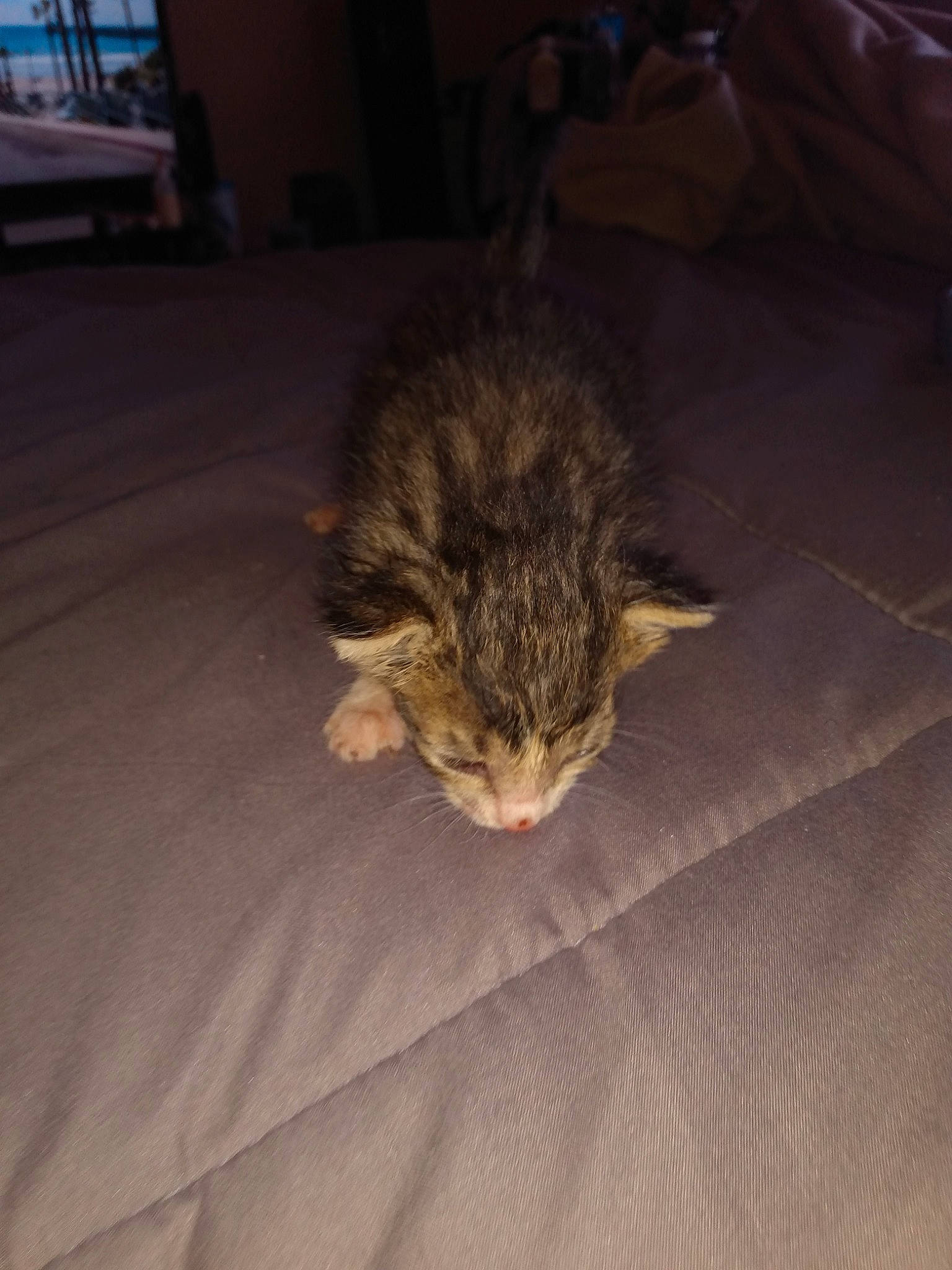 Grey is registered to the contest to win money with this photo: bed, carnivore, cat, comfort, darkness, domestic_short_haired_cat, felidae, flooring, fur, nap, paw, sleep, small_to_medium_sized_cats, tail, whiskers