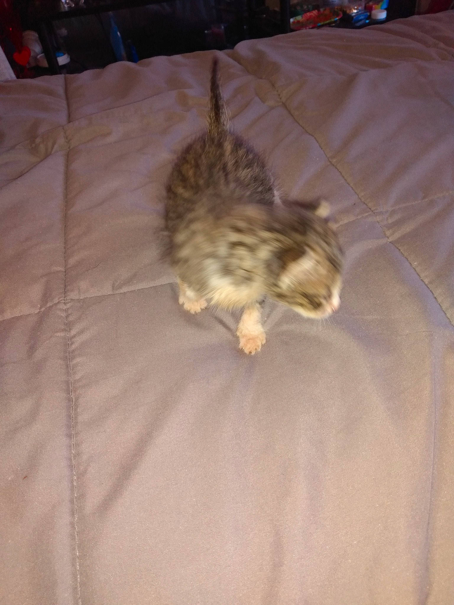 Grey joined the competition — help win amazing prizes! canidae, carnivore, cat, claw, comfort, dog_breed, domestic_short_haired_cat, fawn, felidae, flooring, fur, hardwood, linens, nap, paw, small_to_medium_sized_cats, sporting_group, tail, whiskers, wood