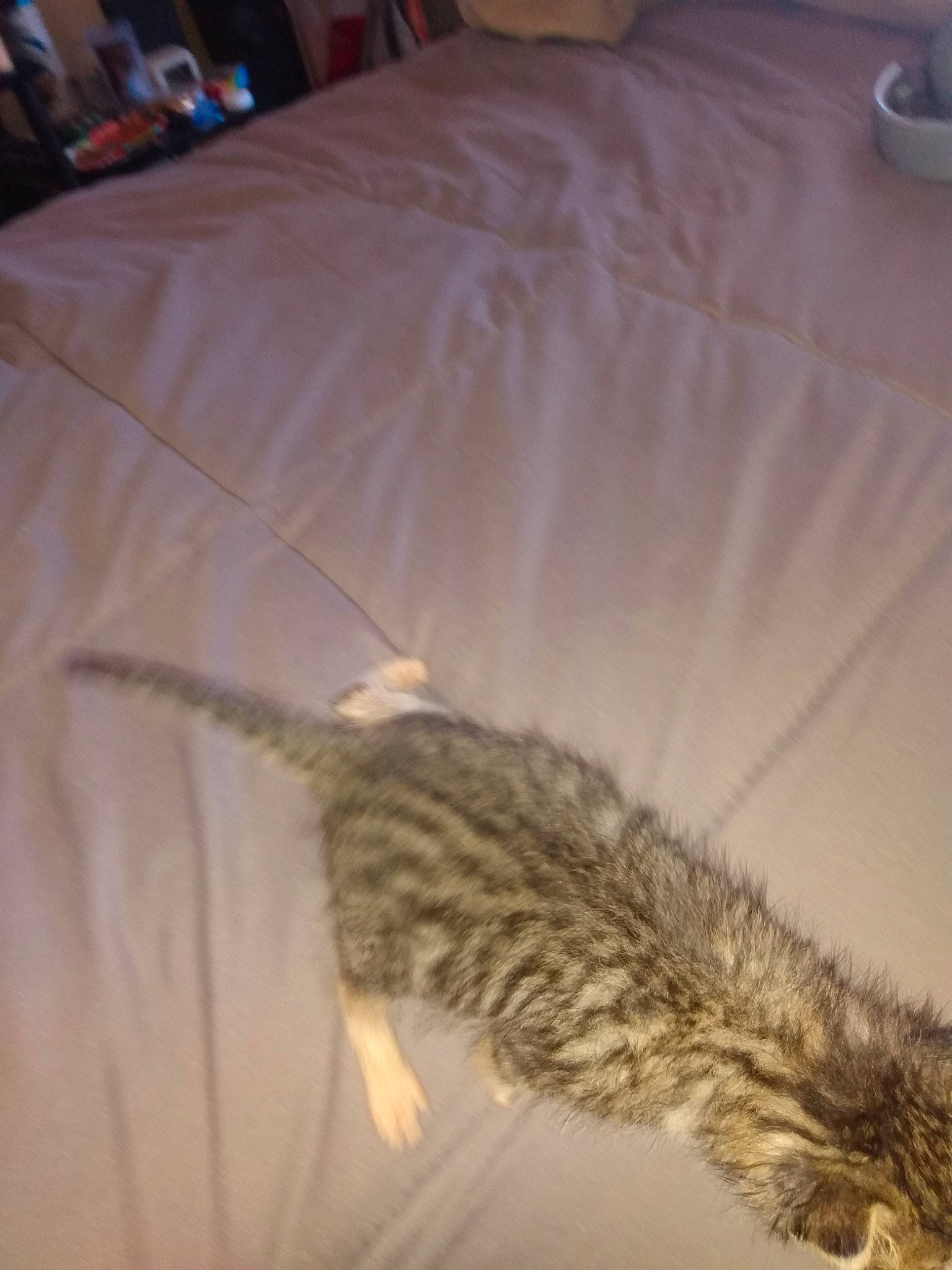 Grey is registered to the contest to win money with this photo: art, bedding, claw, comfort, feather, felidae, fur, linens, paw, plant, room, small_to_medium_sized_cats, tail, thread, whiskers, wing, wood