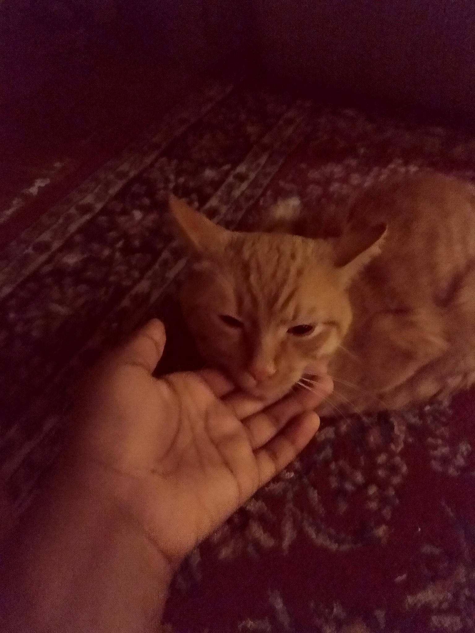 Red is registered to the contest to win money with this photo: carnivore, cat, cloud, domestic_short_haired_cat, ear, eye, fawn, felidae, finger, fur, gesture, hand, head, nail, paw, plant, small_to_medium_sized_cats, thumb, whiskers, wood