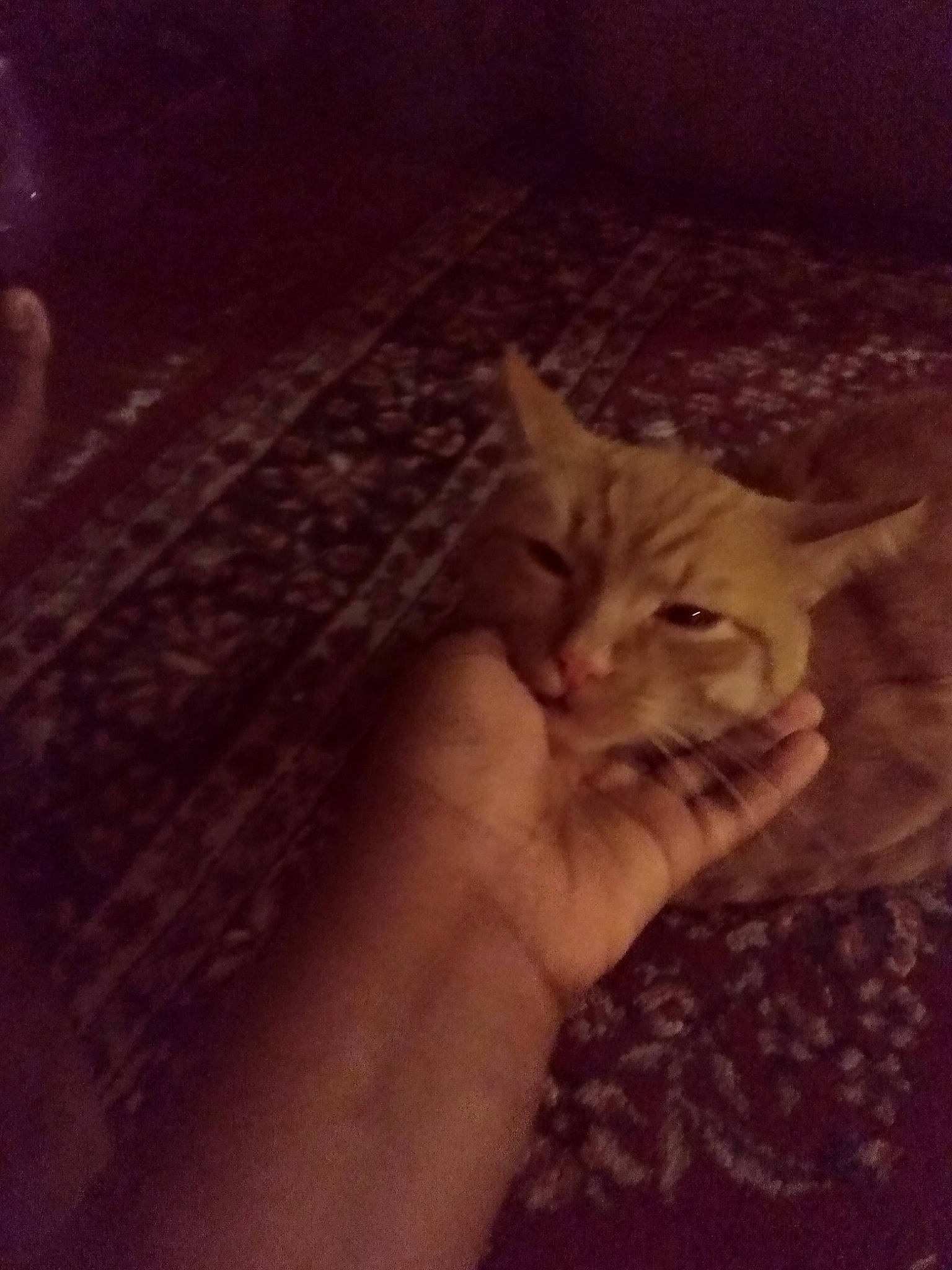 Red is registered to the contest to win money with this photo: carnivore, cat, cloud, comfort, darkness, domestic_short_haired_cat, fawn, felidae, fur, gesture, human_leg, nail, paw, sky, small_to_medium_sized_cats, snout, tail, thumb, whiskers, wood