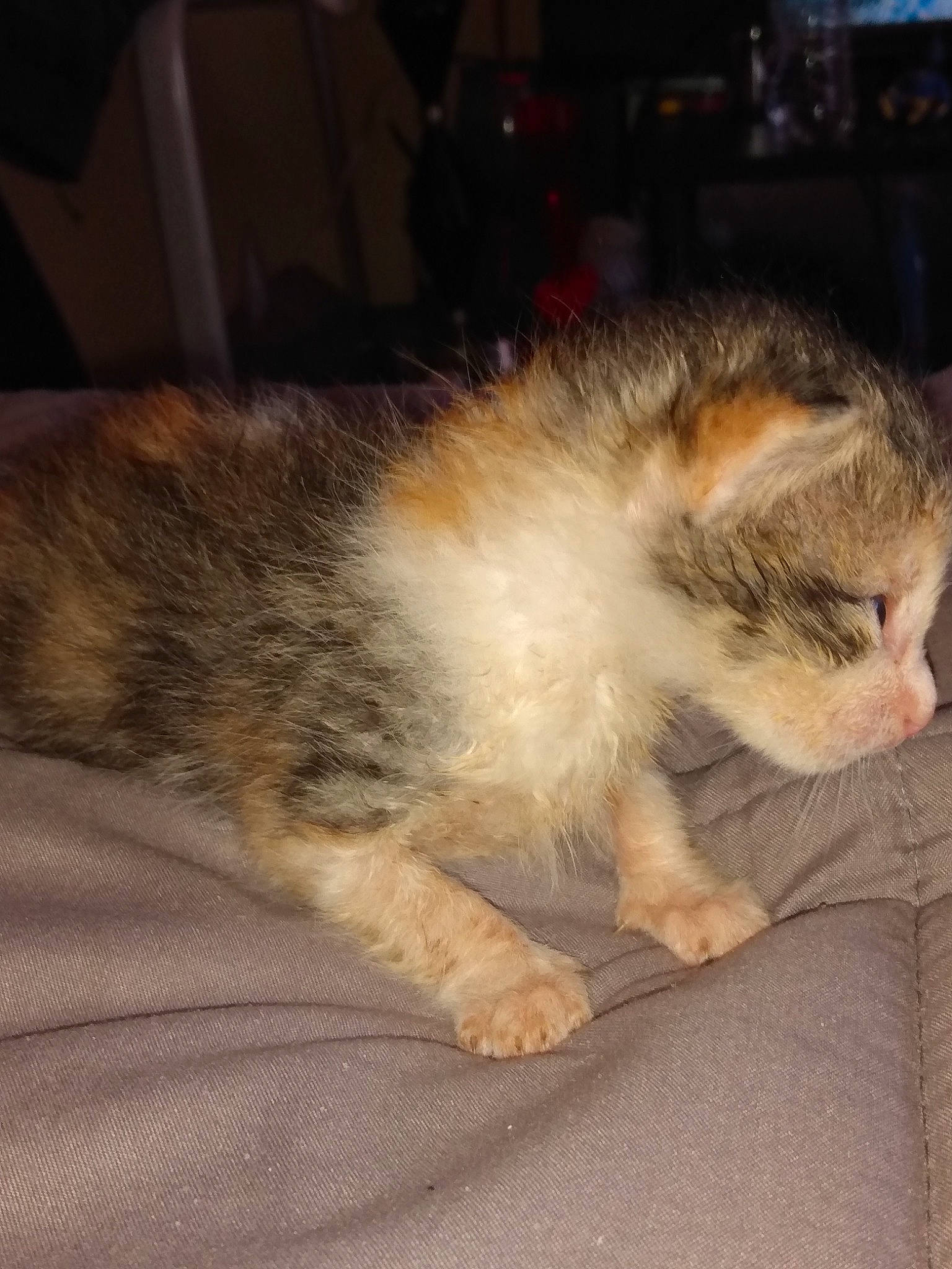 Cali is registered to the contest to win money with this photo: box, carnivore, cat, claw, comfort, domestic_short_haired_cat, eye, fawn, felidae, flooring, fur, lap, nap, paw, sleep, small_to_medium_sized_cats, snout, tail, whiskers, wood