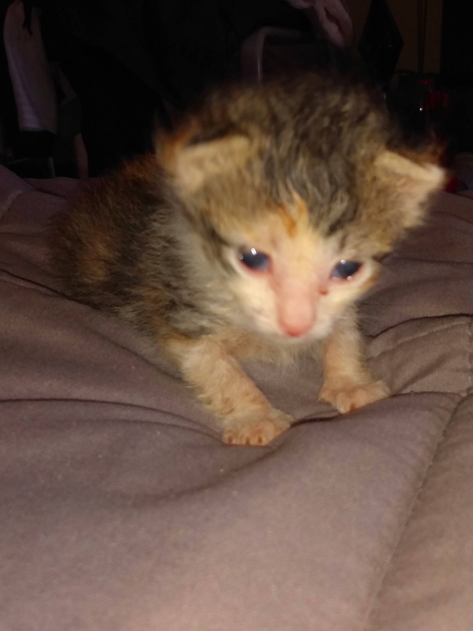 Cali is registered to the contest to win money with this photo: box, carnivore, cat, claw, comfort, domestic_short_haired_cat, eye, fawn, felidae, fur, paw, room, small_to_medium_sized_cats, snout, tail, whiskers, wood