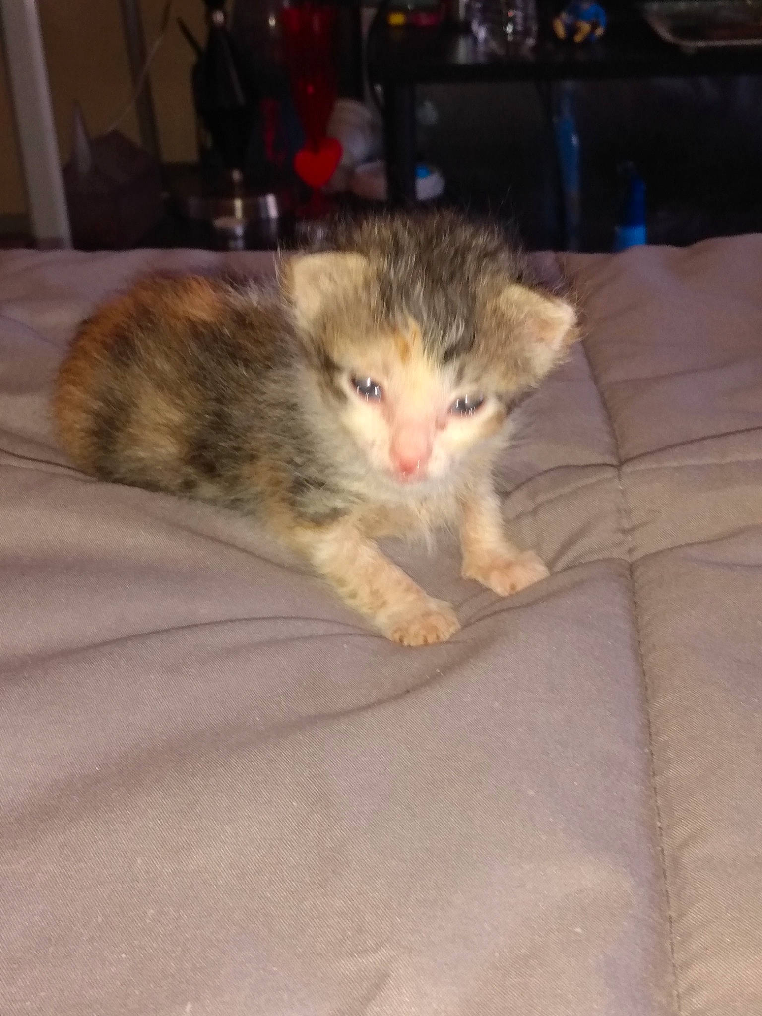 Cali joined the competition — help win amazing prizes! carnivore, cat, claw, comfort, domestic_short_haired_cat, fawn, felidae, floor, flooring, fur, hardwood, nap, paw, room, small_to_medium_sized_cats, snout, tail, whiskers, wood