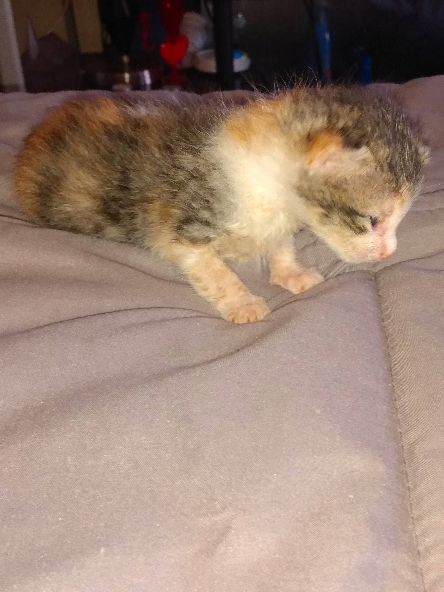 Cali joined the competition — help win amazing prizes! canidae, carnivore, cat, claw, comfort, domestic_short_haired_cat, eye, fawn, felidae, flooring, fur, hardwood, nap, paw, small_to_medium_sized_cats, snout, tail, whiskers, wildlife, wood