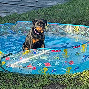 Rogue joined the competition — help win amazing prizes! animal, backyard, canine, collar, colorful, daytime, dog, grass, inflatable_pool, nature, outdoor, pet, playing, pool, relaxing, resting, rottweiler, summer, sunlight, water