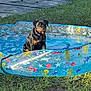 animal, backyard, canine, collar, colorful, daytime, dog, grass, inflatable_pool, nature, outdoor, pet, playing, pool, relaxing, resting, rottweiler, summer, sunlight, water