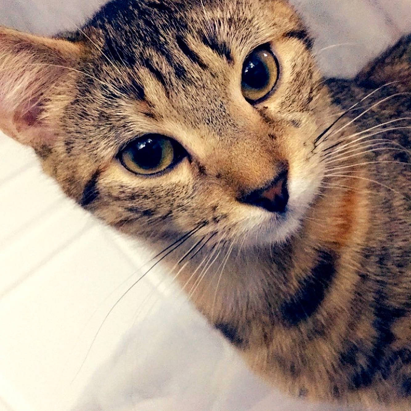 Poppie a rejoint le concours — aidez-le/la à gagner de superbes lots ! aegean_cat, asian, carnivore, cat, close_up, domestic_short_haired_cat, dragon_li, egyptian_mau, european_shorthair, eye, felidae, kitten, mammal, nose, small_to_medium_sized_cats, snout, tabby_cat, toyger, vertebrate, whiskers