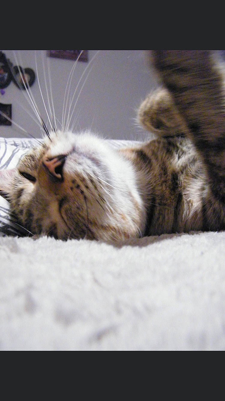 Poppie a rejoint le concours — aidez-le/la à gagner de superbes lots ! american_curl, carnivore, cat, claw, dragon_li, european_shorthair, felidae, fur, kitten, mammal, munchkin, norwegian_forest_cat, paw, small_to_medium_sized_cats, snout, tabby_cat, whiskers