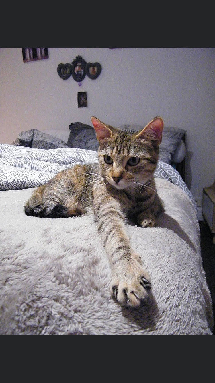 Poppie participe au concours pour gagner de l'argent avec cette photo : aegean_cat, american_shorthair, asian, australian_mist, california_spangled, carnivore, cat, domestic_short_haired_cat, dragon_li, egyptian_mau, european_shorthair, felidae, kitten, mammal, paw, pixie_bob, small_to_medium_sized_cats, tabby_cat, vertebrate, whiskers