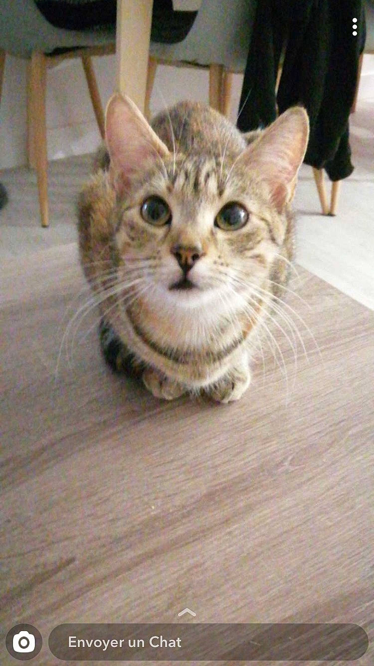 Poppie participe au concours pour gagner de l'argent avec cette photo : aegean_cat, american_shorthair, american_wirehair, arabian_mau, asian, australian_mist, bengal, carnivore, cat, domestic_short_haired_cat, dragon_li, egyptian_mau, european_shorthair, felidae, kitten, mammal, small_to_medium_sized_cats, tabby_cat, vertebrate, whiskers