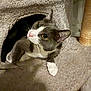 Milo joined the competition — help win amazing prizes! cat, gray_cat, white_paws, cat_condo, scratching_post, pet, indoor, feline, curious, whiskers, ears, alert, cozy, home, soft_texture, animal, cute, looking_up, playful, pet_furniture