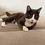 Milo is registered to the contest to win money with this photo: cat, grey_cat, white_paws, white_chest, pink_nose, alert_eyes, couch, beige_couch, feline, pet, indoor, relaxed, animal, whiskers, fur, domestic_cat, laying_down, close_up, soft_light, home