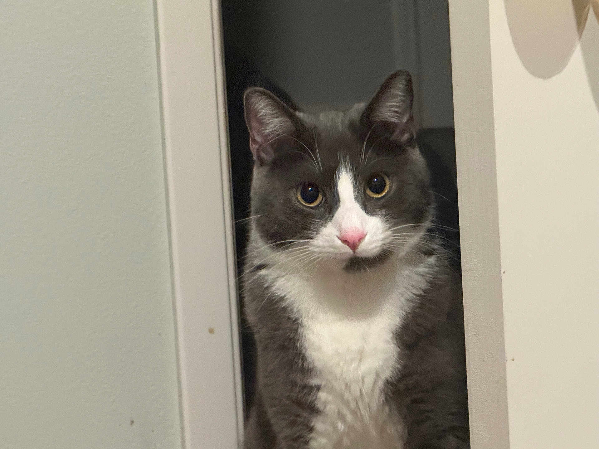Milo