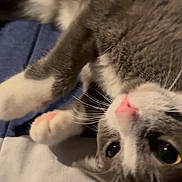 Milo is registered to the contest to win money with this photo: cat, gray_cat, white_paws, pink_nose, whiskers, pet, feline, close_up, lying_down, resting, indoor, soft_fur, cute, domestic_animal, animal, bed, blanket, sleepy, cozy, relaxed