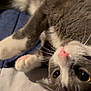 cat, gray_cat, white_paws, pink_nose, whiskers, pet, feline, close_up, lying_down, resting, indoor, soft_fur, cute, domestic_animal, animal, bed, blanket, sleepy, cozy, relaxed