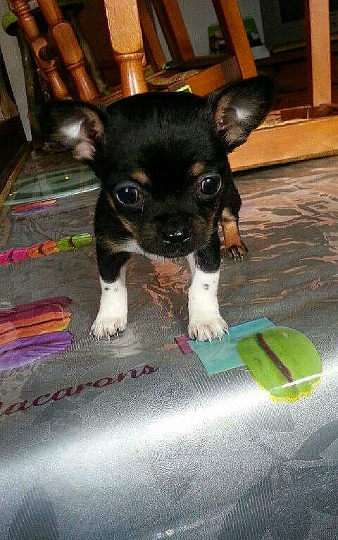 Nahia a rejoint le concours — aidez-le/la à gagner de superbes lots ! carnivoran, chihuahua, companion_dog, dog, dog_breed, dog_breed_group, dog_like_mammal, miniature_fox_terrier, puppy, snout, toy_dog, vertebrate