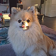 Lola participe au concours pour gagner de l'argent avec cette photo : dog, pomeranian, fluffy, pet, indoor, blanket, sunlight, tongue_out, cute, small_dog, fur, animal, companion, living_room, cozy, portrait, sitting, domestic_animal, face, cute_pet