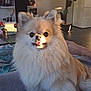 dog, pomeranian, fluffy, pet, indoor, blanket, sunlight, tongue_out, cute, small_dog, fur, animal, companion, living_room, cozy, portrait, sitting, domestic_animal, face, cute_pet