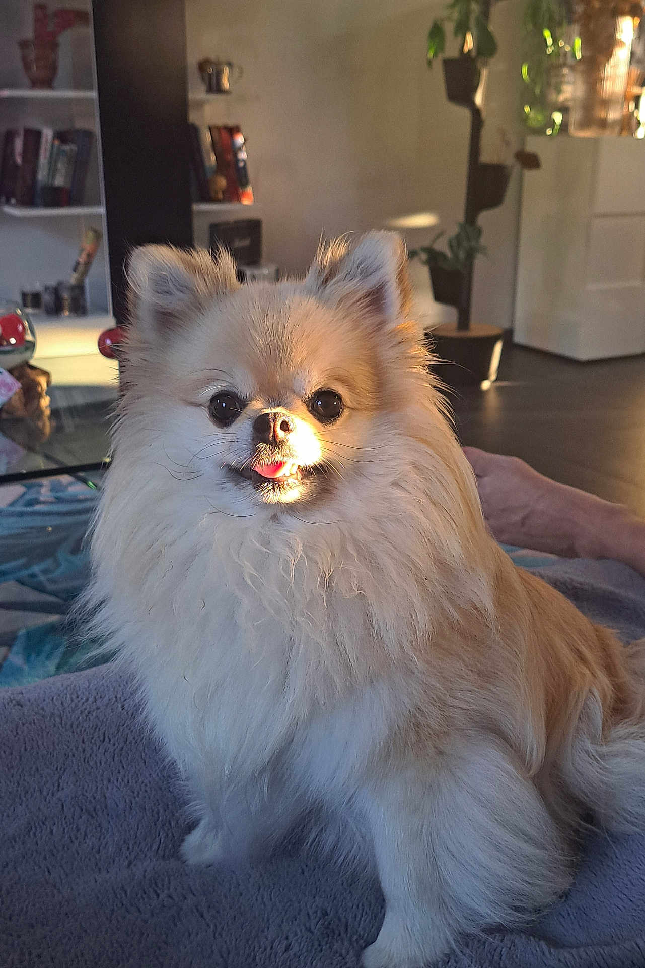 Lola