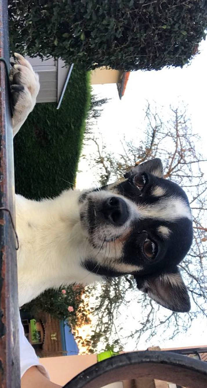 Diego participe au concours pour gagner de l'argent avec cette photo : canidae, carnivore, collar, companion_dog, dog, dog_breed, dog_collar, eyewear, fawn, fur, mammal, plant, sky, snout, sporting_group, tree, vertebrate, whiskers, window, working_animal