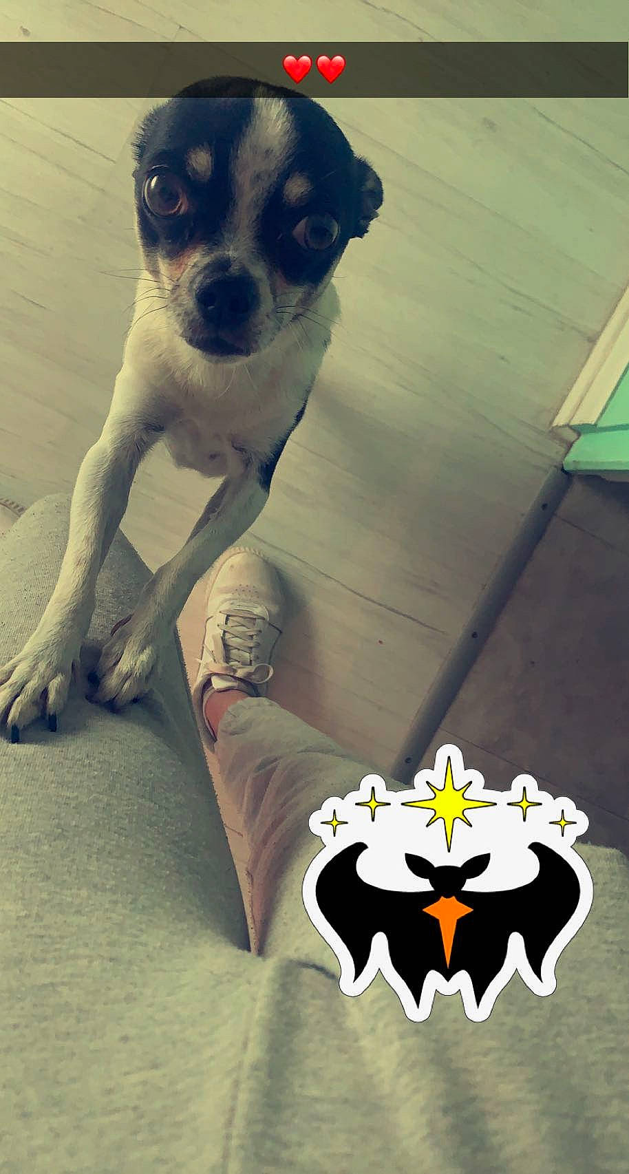 Diego a rejoint le concours — aidez-le/la à gagner de superbes lots ! carnivore, companion_dog, cool, dog, dog_breed, eyewear, fawn, felidae, fur, grey, mammal, organ, small_to_medium_sized_cats, snout, tail, toy_dog, vision_care, whiskers, white, working_animal