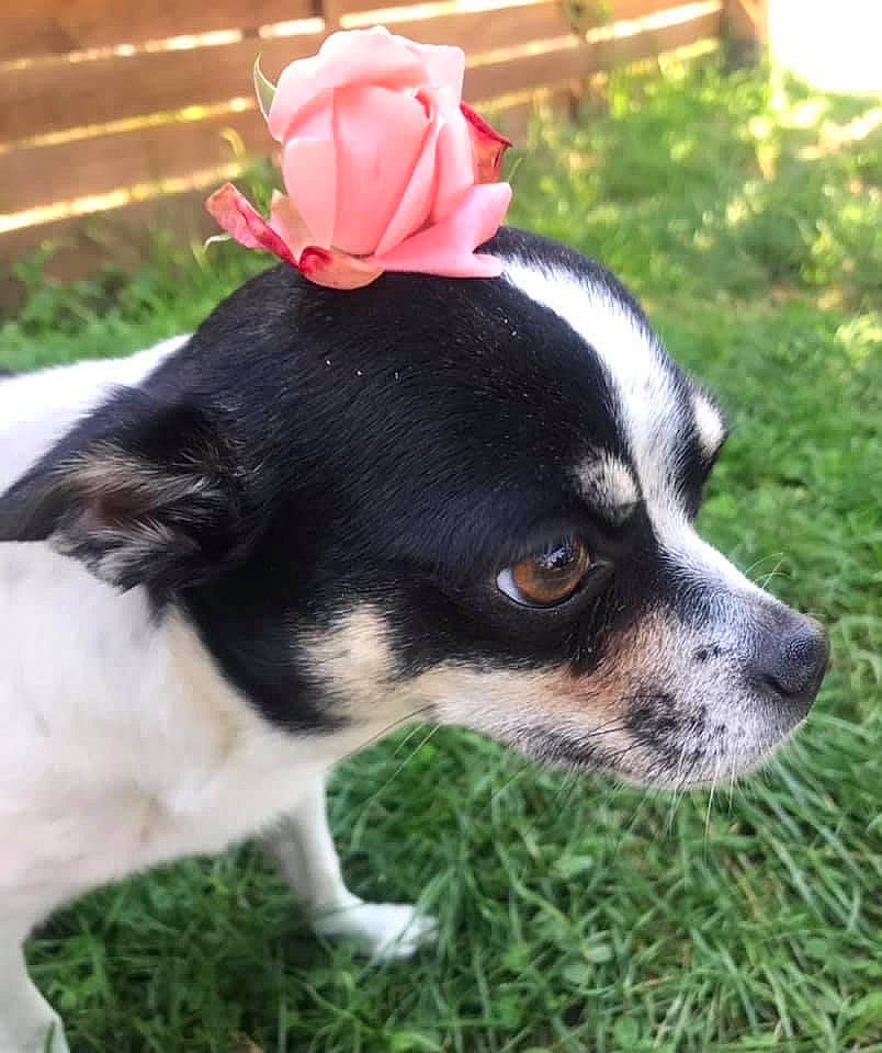 Diego a rejoint le concours — aidez-le/la à gagner de superbes lots ! canidae, carnivore, collar, companion_dog, dog, dog_breed, dog_collar, fashion_accessory, fawn, fur, grass, leash, plant, snout, sporting_group, terrestrial_animal, toy_dog, whiskers, working_animal, working_dog