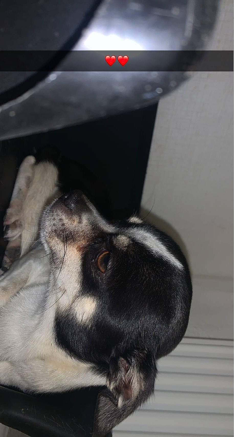 Diego a rejoint le concours — aidez-le/la à gagner de superbes lots ! canidae, claw, comfort, dog_breed, domestic_rabbit, ear, fawn, foot, fur, gesture, hare, human_leg, paw, rabbit, rabbits_and_hares, snout, sporting_group, tail, terrestrial_animal, whiskers