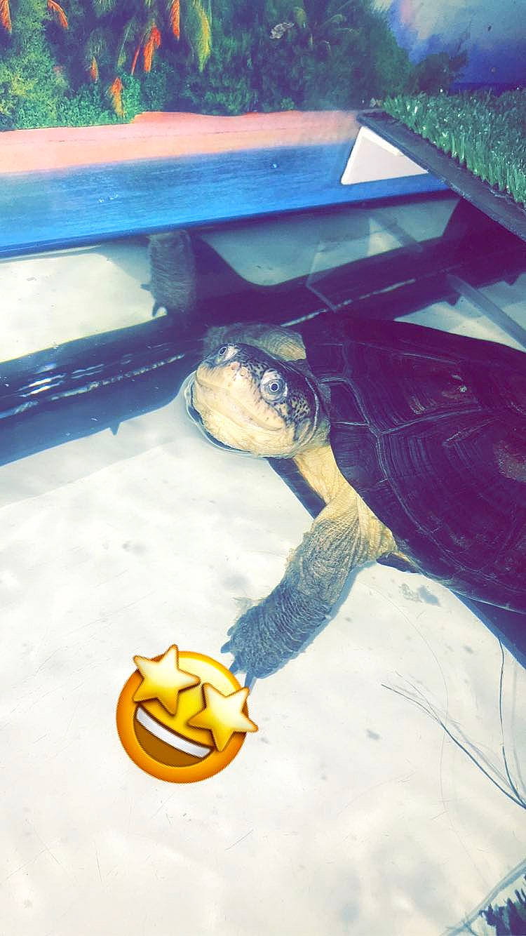 Caroline Et Franklin participe au concours pour gagner de l'argent avec cette photo : art, ball, calabaza, electric_blue, emoticon, fictional_character, flooring, fun, grass, happy, jack_o_lantern, leisure, pumpkin, recreation, sitting, soil, tints_and_shades, toy, visual_arts, winter_squash