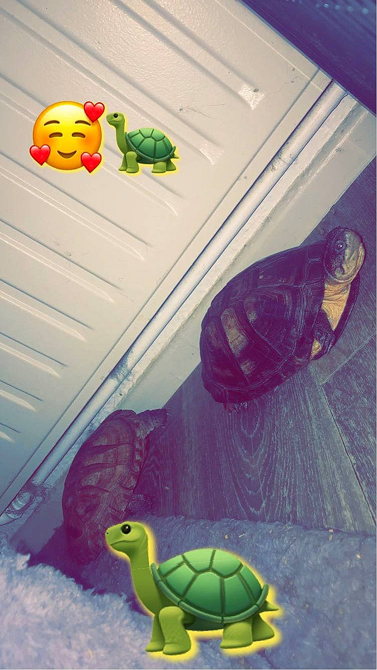 Caroline Et Franklin a rejoint le concours — aidez-le/la à gagner de superbes lots ! animation, art, cartoon, design, drawing, fictional_character, font, grass, green, illustration, mammal, organism, pattern, reptile, screenshot, snapshot, stuffed_toy, vertebrate, visual_arts, yellow