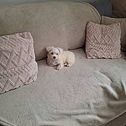 Bandy participe au concours pour gagner de l'argent avec cette photo : adorable, animal, blanket, couch, cozy, cute, dog, fluffy, home, indoor, living_room, pet, pillows, portrait, puppy, sitting, small_dog, sofa, sunlight, white_dog