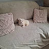 adorable, animal, blanket, couch, cozy, cute, dog, fluffy, home, indoor, living_room, pet, pillows, portrait, puppy, sitting, small_dog, sofa, sunlight, white_dog