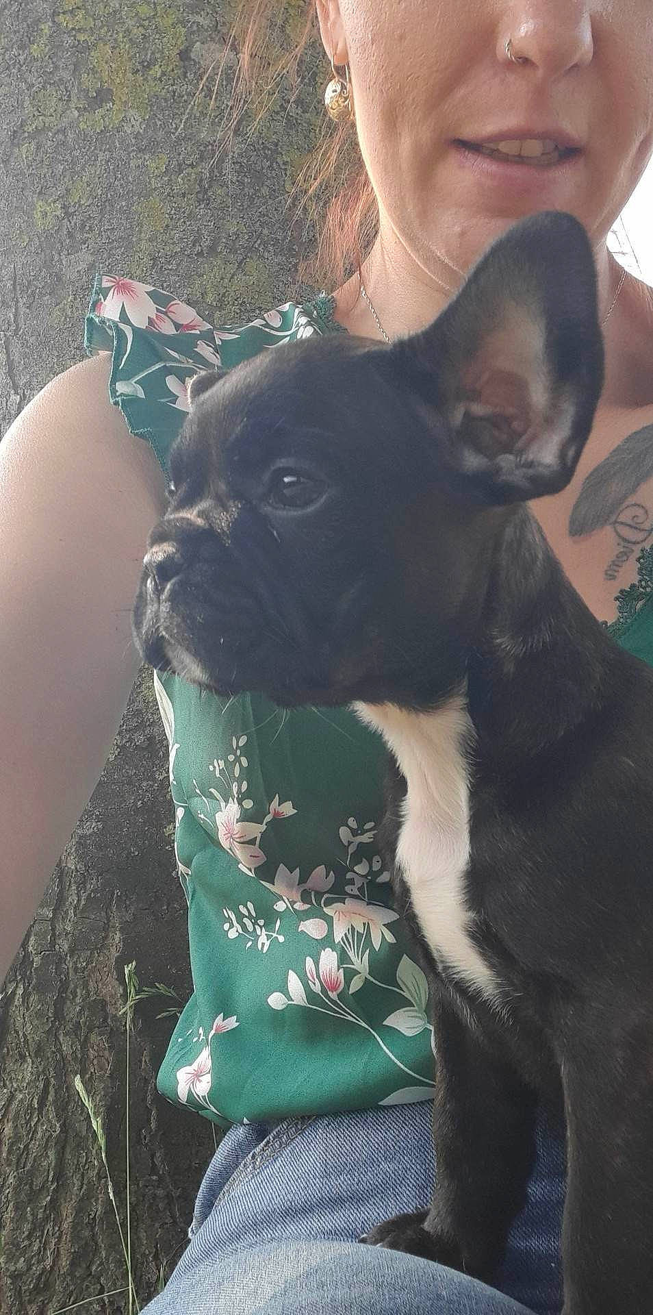 Abby participe au concours pour gagner de l'argent avec cette photo : boston_terrier, bulldog, canidae, carnivore, companion_dog, dog, dog_breed, ear, fawn, french_bulldog, grass, green, non_sporting_group, pug, snout, sporting_group, terrestrial_animal, toy_dog, whiskers, working_animal