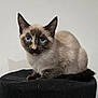 Ayla participe au concours pour gagner de l'argent avec cette photo : alert, animal, black_cushion, blue_eyes, cat, curious, cute, domestic_animal, feline, fur, indoor, kitten, pet, portrait, siamese, sitting, small, soft_fur, whiskers, young