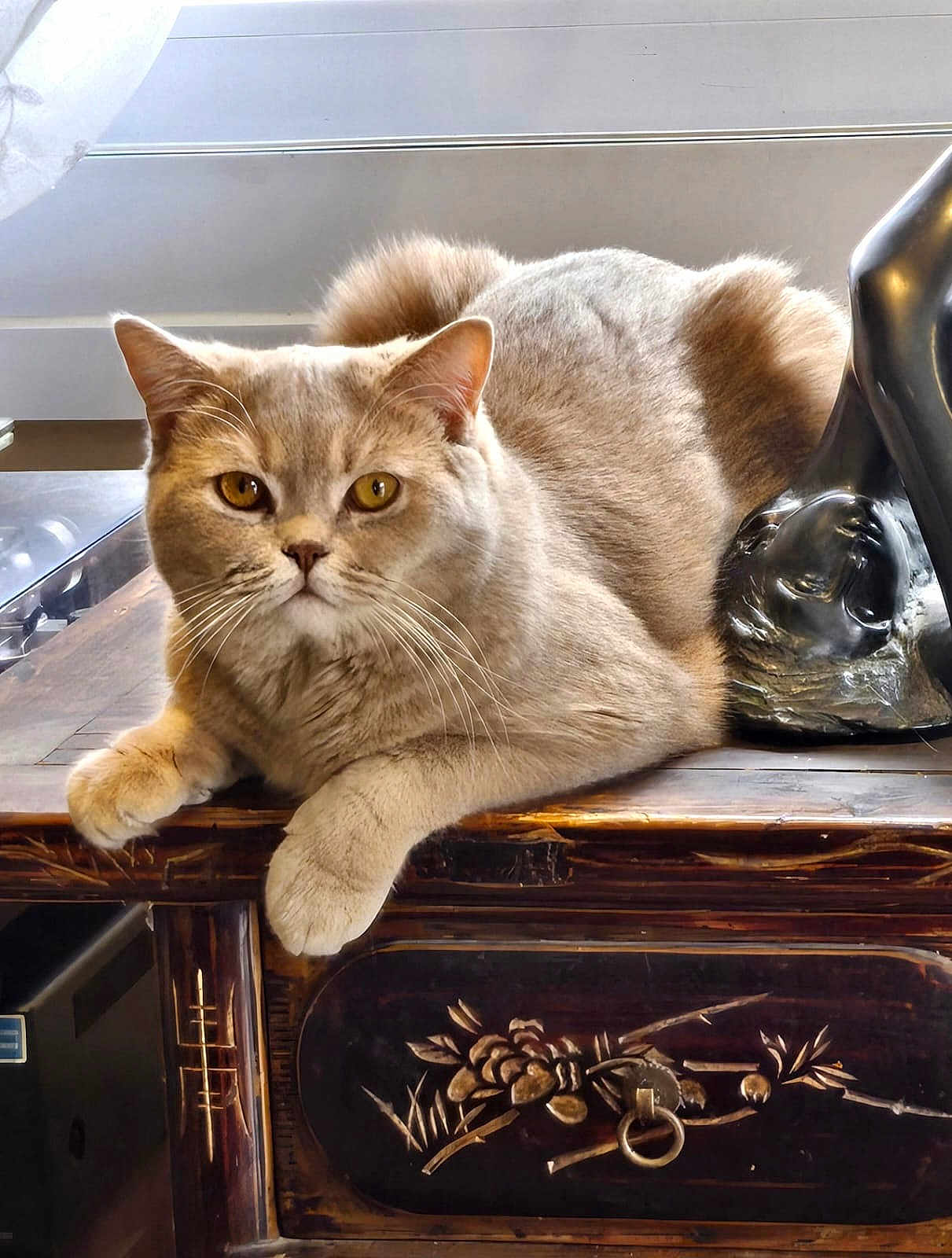 Daisy participe au concours pour gagner de l'argent avec cette photo : cat, beige_cat, wooden_furniture, sculpture, indoor, pet, animal, relaxed, feline, table, carving, decor, golden_eyes, closeup, resting, whiskers, ears, curled_tail, portrait, domestic_cat