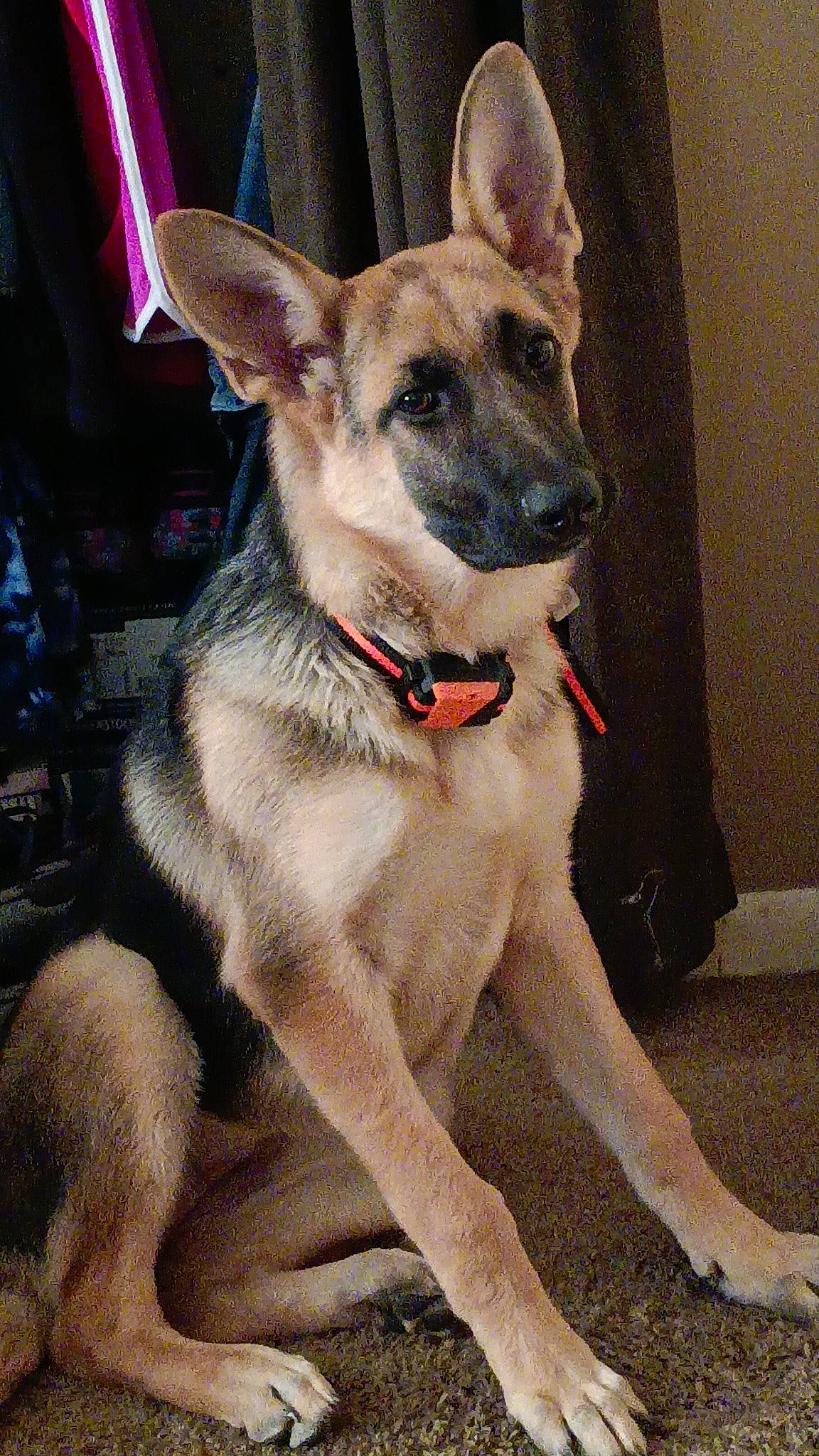 Piper joined the competition — help win amazing prizes! canidae, carnivore, collar, companion_dog, dog, dog_breed, dog_collar, dog_supply, door, fawn, foot, fur, guard_dog, jaw, leash, non_sporting_group, snout, sporting_group, whiskers, working_dog