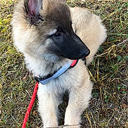 Only participe au concours pour gagner de l'argent avec cette photo : puppy, dog, animal, outdoor, grass, leash, curious, ears, fluffy, nature, young, pet, resting, side_view, collar, brown, beige, black_face, canine, ground