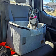 Liberty Bell is registered to the contest to win money with this photo: animal, backseat, blue_eyes, car, car_seat, cute, dog, domestic_animal, gray_fabric, pet, pet_bed, pink_collar, plush, puppy, seatbelt, sitting, sunlight, vehicle_interior, window, young
