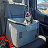animal, backseat, blue_eyes, car, car_seat, cute, dog, domestic_animal, gray_fabric, pet, pet_bed, pink_collar, plush, puppy, seatbelt, sitting, sunlight, vehicle_interior, window, young