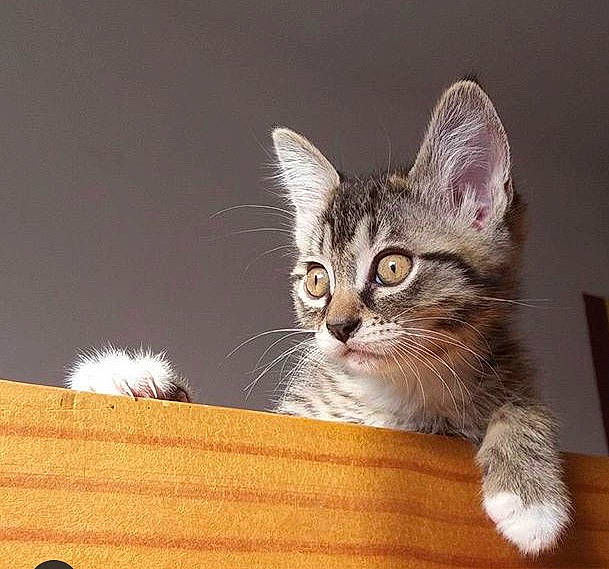 Baïa a rejoint le concours — aidez-le/la à gagner de superbes lots ! american_wirehair, asian, carnivore, cat, domestic_short_haired_cat, european_shorthair, fawn, felidae, kitten, maine_coon, mammal, norwegian_forest_cat, ragamuffin, siberian, small_to_medium_sized_cats, somali, tabby_cat, whiskers