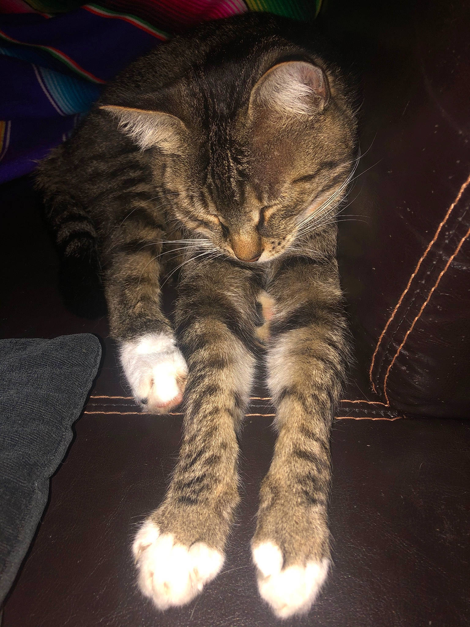 Baïa a rejoint le concours — aidez-le/la à gagner de superbes lots ! asian, california_spangled, carnivore, cat, claw, domestic_short_haired_cat, dragon_li, european_shorthair, felidae, fur, kitten, paw, pixie_bob, polydactyl_cat, small_to_medium_sized_cats, tabby_cat, tail, whiskers